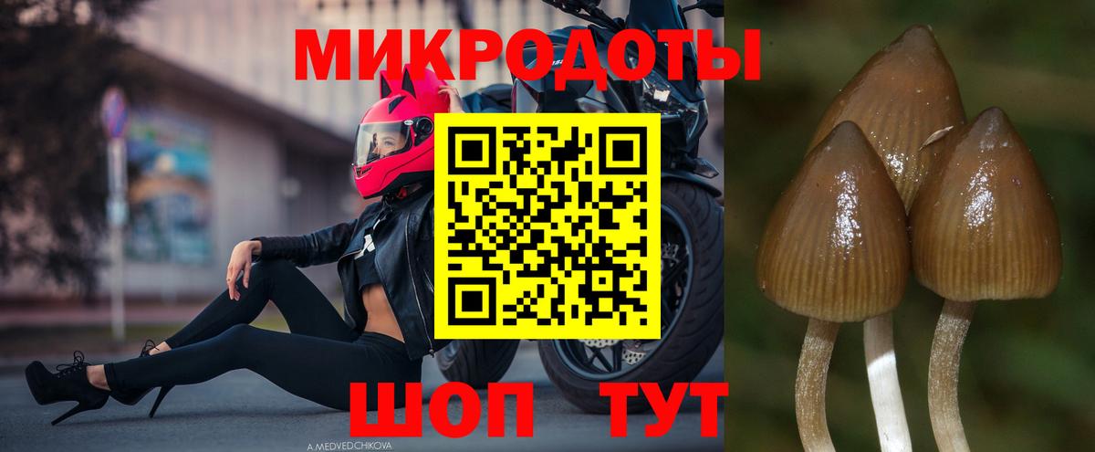 Галлюциногенные грибы Psilocybe Сыктывкар